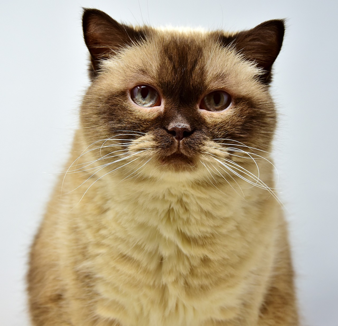 The Unique Traits of the Exotic Shorthair